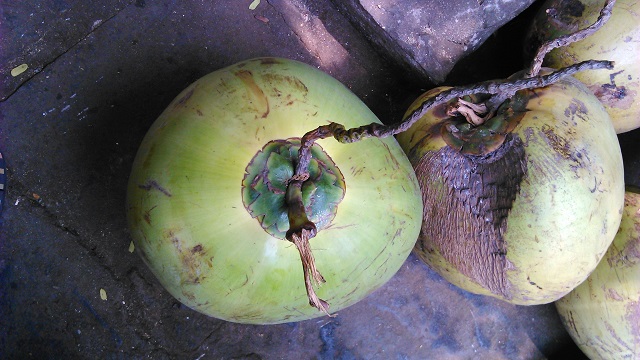 Šťáva z kokosových ořechů nás zasytí a osvěží.