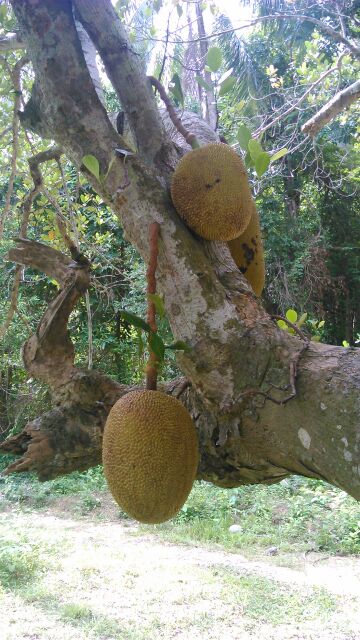 Jackfruit.Největší ovocné plody na světě.