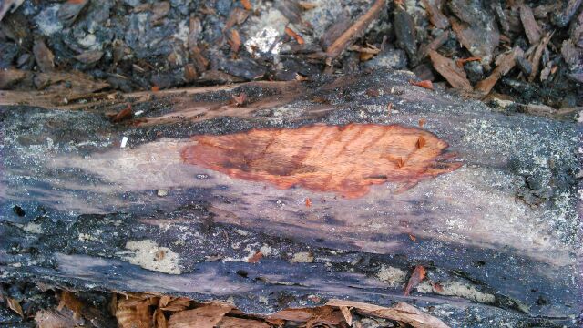 Červené dříví- red wood
Do takto napuštèného dřeva solí se žádný mravenec nepustí :-)