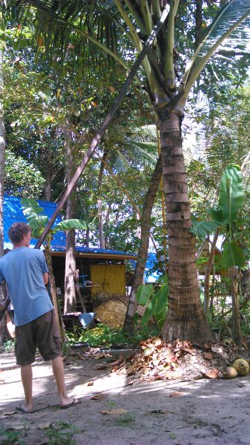 Kokosy můžete dostat dolů ze země kusem dřeva. Nejlépe pak, ale lehkým bambusem.Thajci vyšplhají nahoru jak opice a kokosy uřežou.To jsem si netroufl.Ikdyž jsem v podle čínského kalendáře opice.:-)